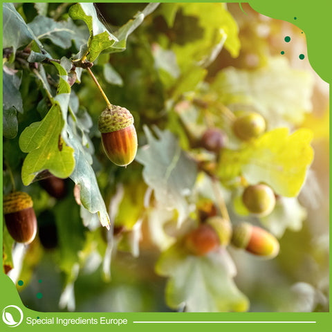 Acorn Flavour Drop